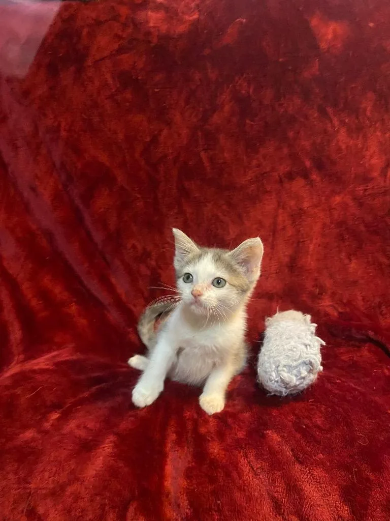 A baby medium-sized male Domestic Short Hair cat named Ghost for adoption in Johnson City, TN