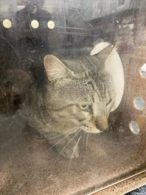 An adult large-sized male Brown / Chocolate Domestic Short Hair cat named Keaton for adoption in Woodland, CA