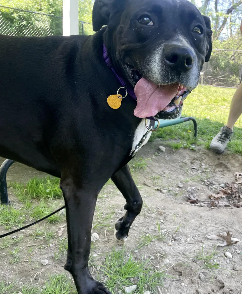 An adult large-sized female Black Boxer dog named Bonnie for adoption in Scituate, MA