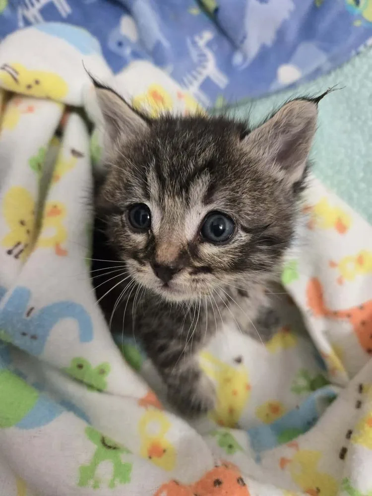 A baby medium-sized male Tabby (Brown / Chocolate) Domestic Short Hair cat named Perry for adoption in Salinas, CA