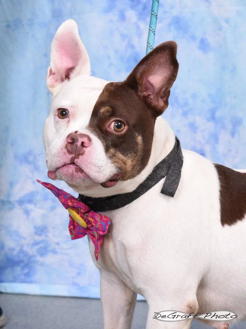 An adult medium-sized female Staffordshire Bull Terrier dog named Glenda for adoption in Pittsboro, NC