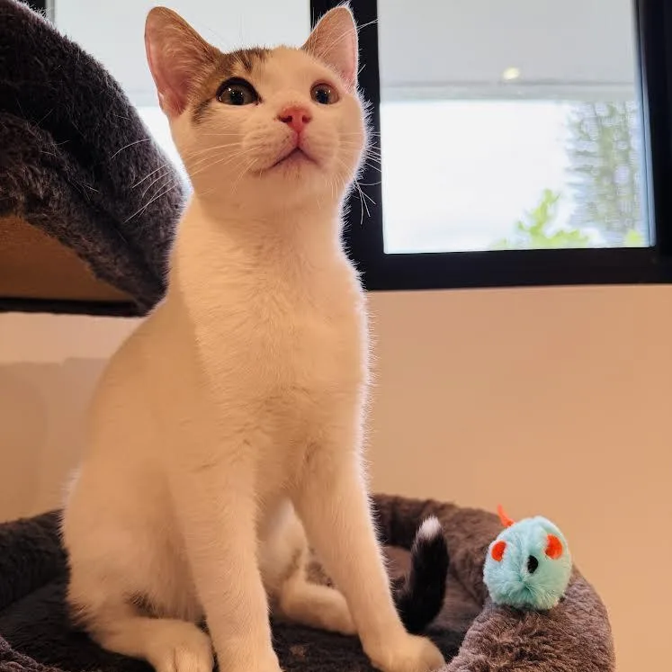 A baby small-sized male Tabby (Brown / Chocolate) Tabby cat named Chex for adoption in Miami, FL