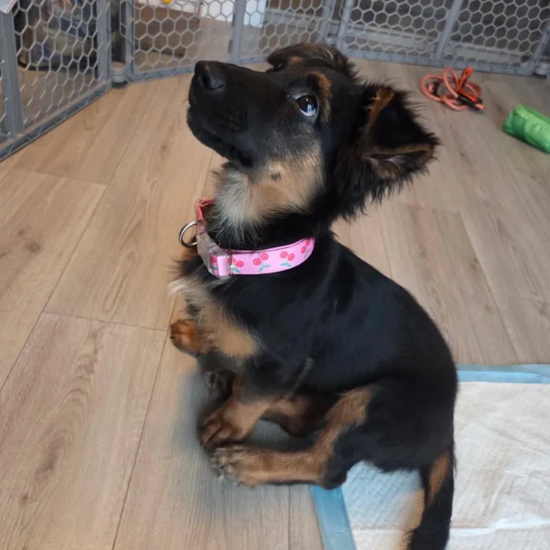 A young small-sized female German Shepherd Dog dog named Daisy for adoption in Lauderhill, FL