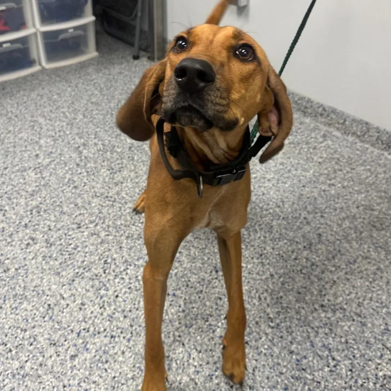A young medium-sized male Red / Chestnut / Orange Mixed Breed dog named Boone Copper for adoption in Greenville, SC