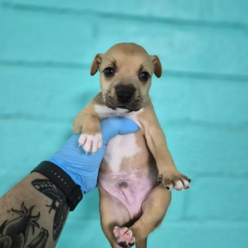 A baby small-sized male White / Cream Coonhound dog named Plum for adoption in Wahiawa, HI