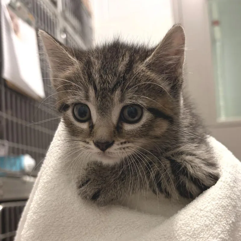A baby small-sized male Brown / Chocolate Domestic Short Hair cat named Petrova for adoption in Marshall, VA
