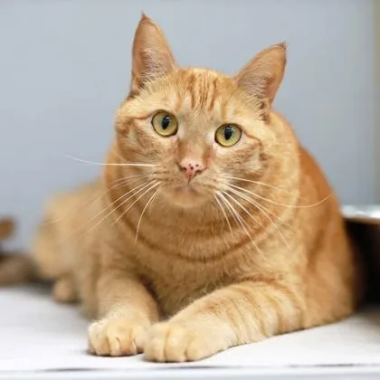 An adult small-sized female Orange / Red Domestic Short Hair cat named Lulu Helena for adoption in Atlanta, GA