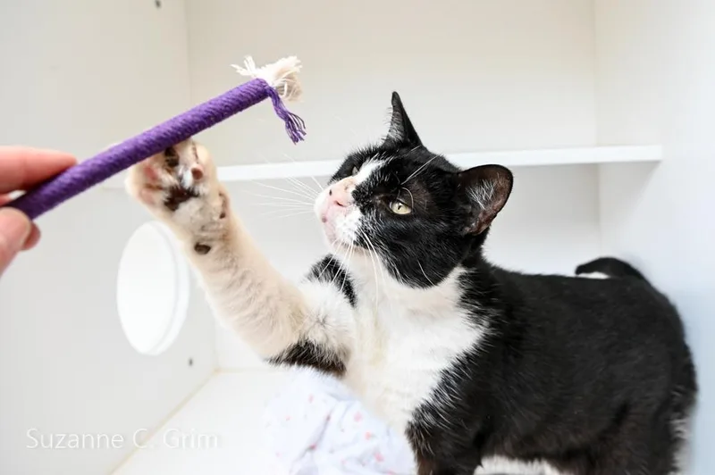 A young medium-sized male Domestic Short Hair cat named Frankie for adoption in New Orleans, LA
