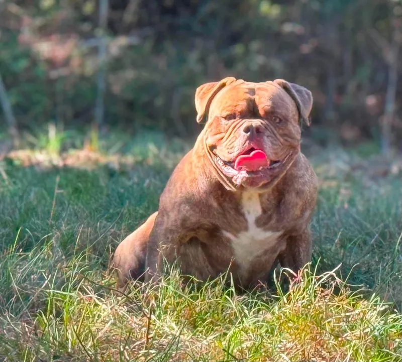 An adult large-sized male English Bulldog dog named Bob for adoption in Panama City, FL