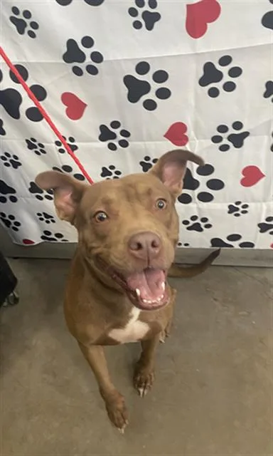 An adult large-sized female Mixed Breed dog named Pecan for adoption in Dallas, TX