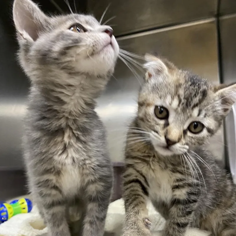 A baby small-sized female Gray / Blue / Silver Domestic Medium Hair cat named Chloe for adoption in Grand Rapids, MI