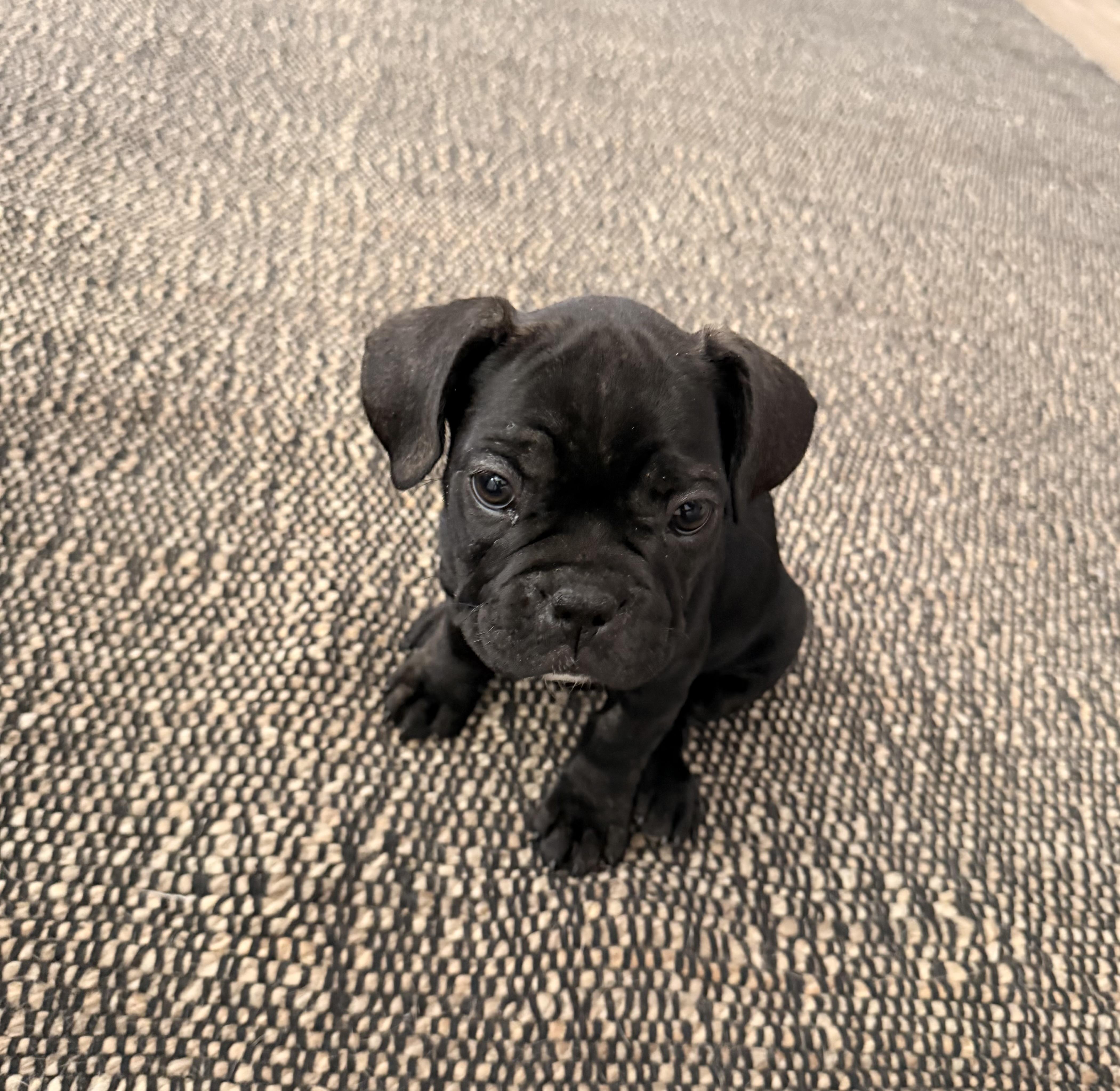 A baby small-sized female French Bulldog dog named Jelly Beans Laramie for adoption in Las Vegas, NV