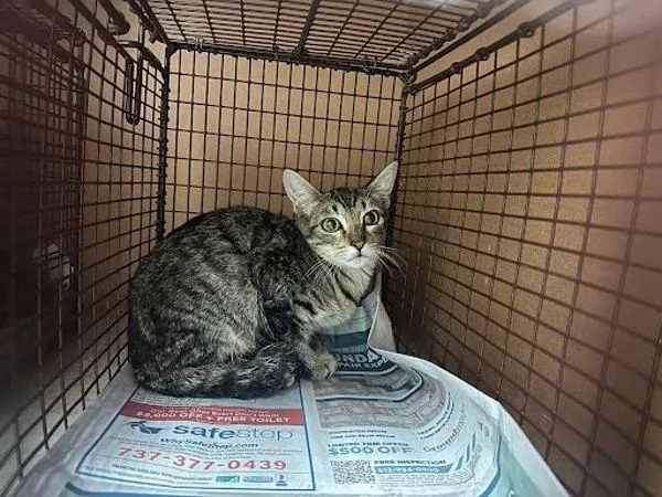 A baby small-sized male Domestic Short Hair cat named Ludwig for adoption in Austin, TX