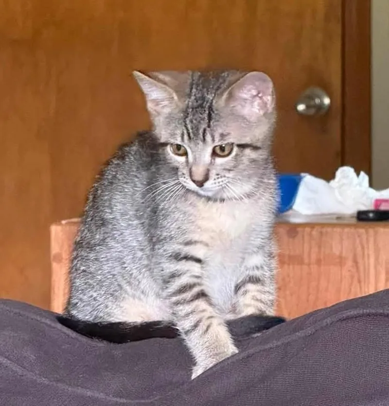A baby medium-sized male Tabby (Brown / Chocolate) Domestic Short Hair cat named Carl for adoption in Oklahoma City, OK