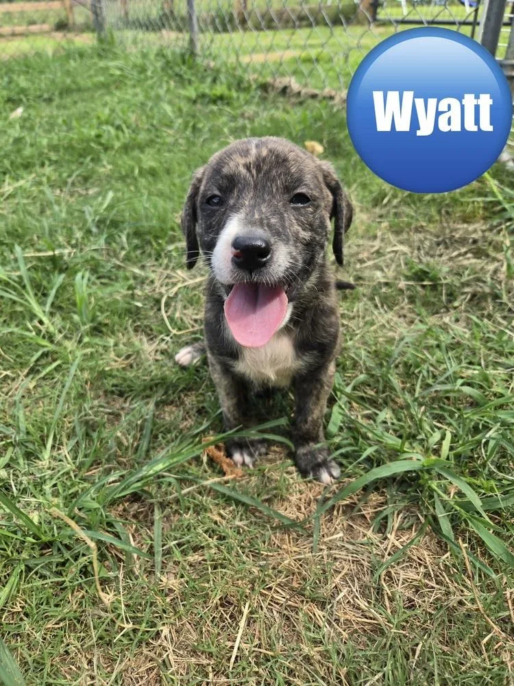 A baby medium-sized male Pit Bull Terrier dog named Wyatt for adoption in Wenonah, NJ