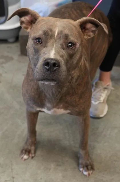 An adult large-sized female Pit Bull Terrier dog named Gabby for adoption in Bowling Green, KY