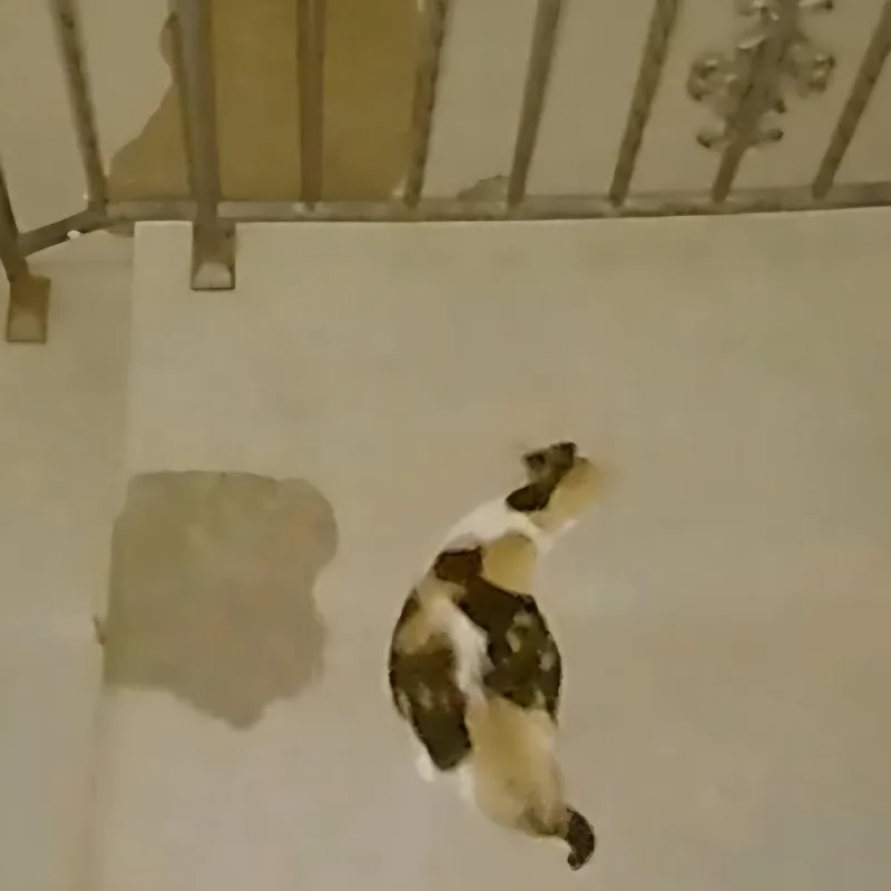 An adult small-sized female Calico American Shorthair cat named Pregnant stray cat for adoption in Rochester, MN