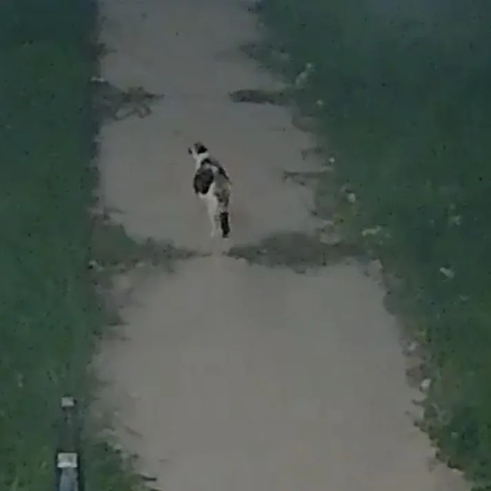 Pregnant stray cat thumbnail 2