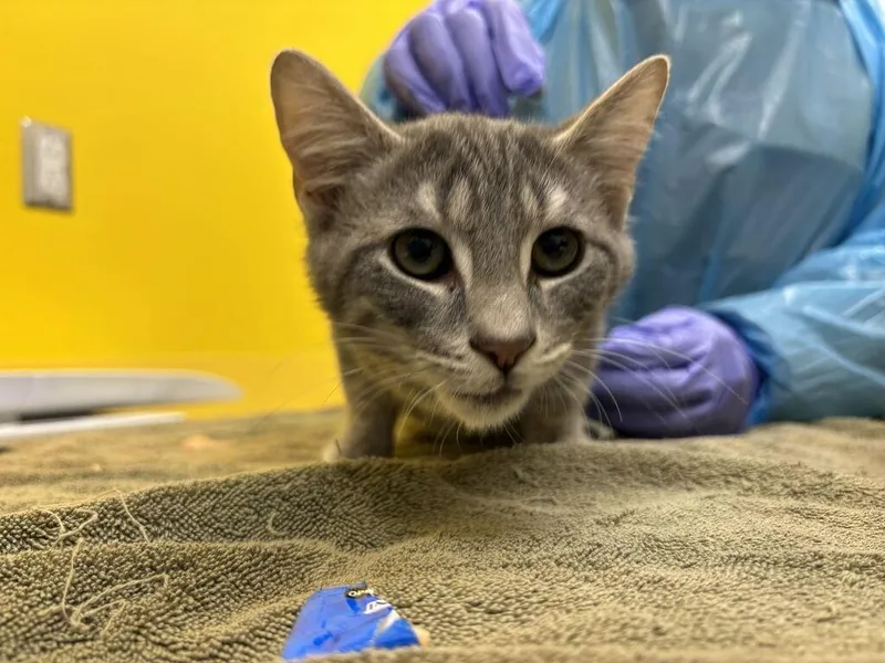 A baby small-sized male Tabby (Gray / Blue / Silver) Domestic Short Hair cat named Lance for adoption in Raleigh, NC