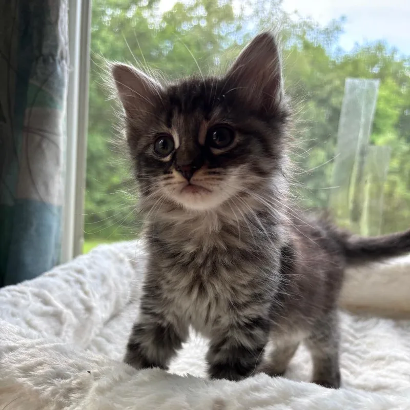 A baby small-sized female Gray / Blue / Silver Domestic Long Hair cat named Juniper In Spring Grove for adoption in Alexandria, VA
