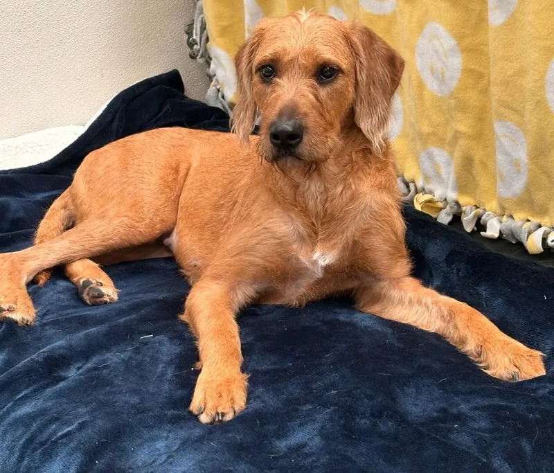 A young medium-sized female Hound dog named River for adoption in Findlay, OH