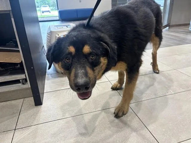 An adult large-sized male Rottweiler dog named Kaiser for adoption in Garland, TX