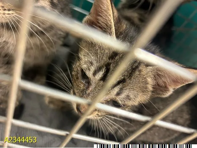 A baby small-sized female Domestic Short Hair cat named Della for adoption in West Palm Beach, FL