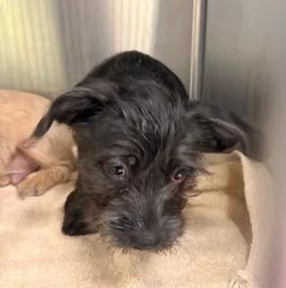 A baby small-sized female Terrier dog named Paris for adoption in Fort Myers, FL