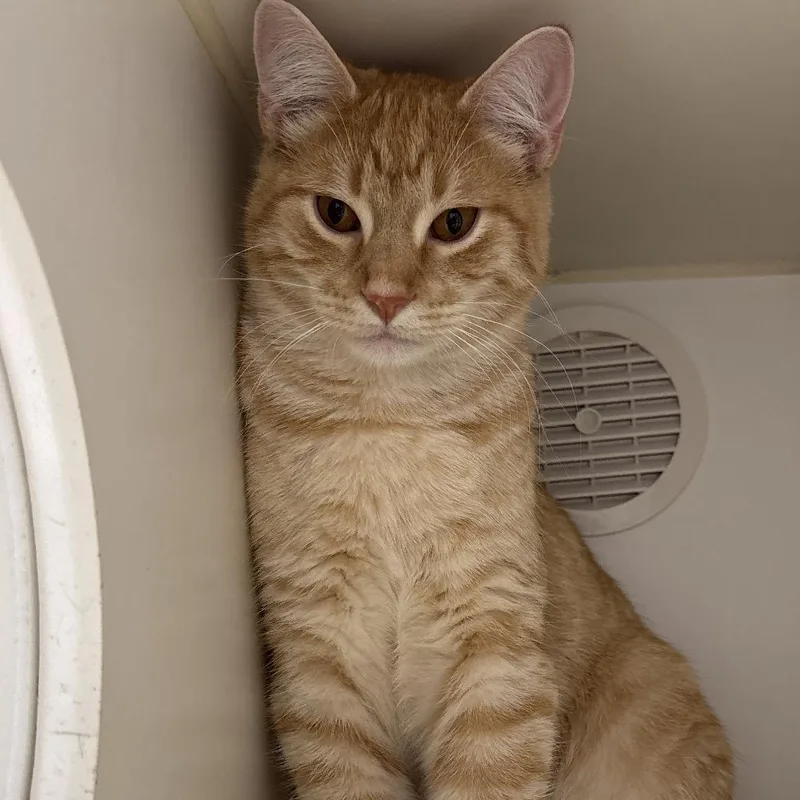 A young medium-sized male Orange / Red Domestic Short Hair cat named Corvette for adoption in Naperville, IL