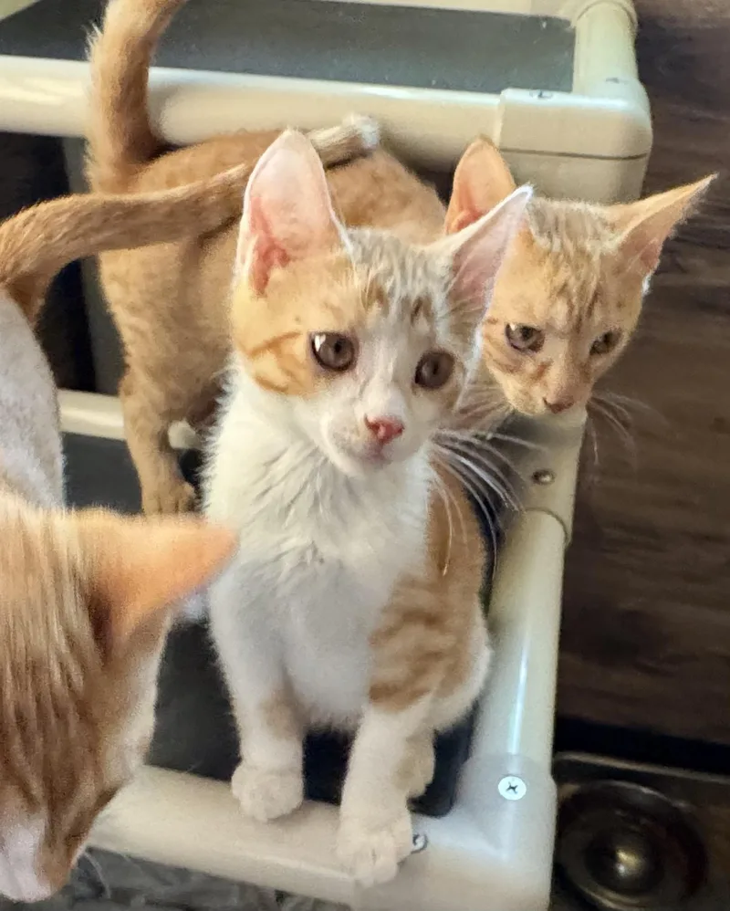 A young medium-sized male Orange / Red Domestic Short Hair cat named Pumpkin for adoption in North Tonawanda, NY