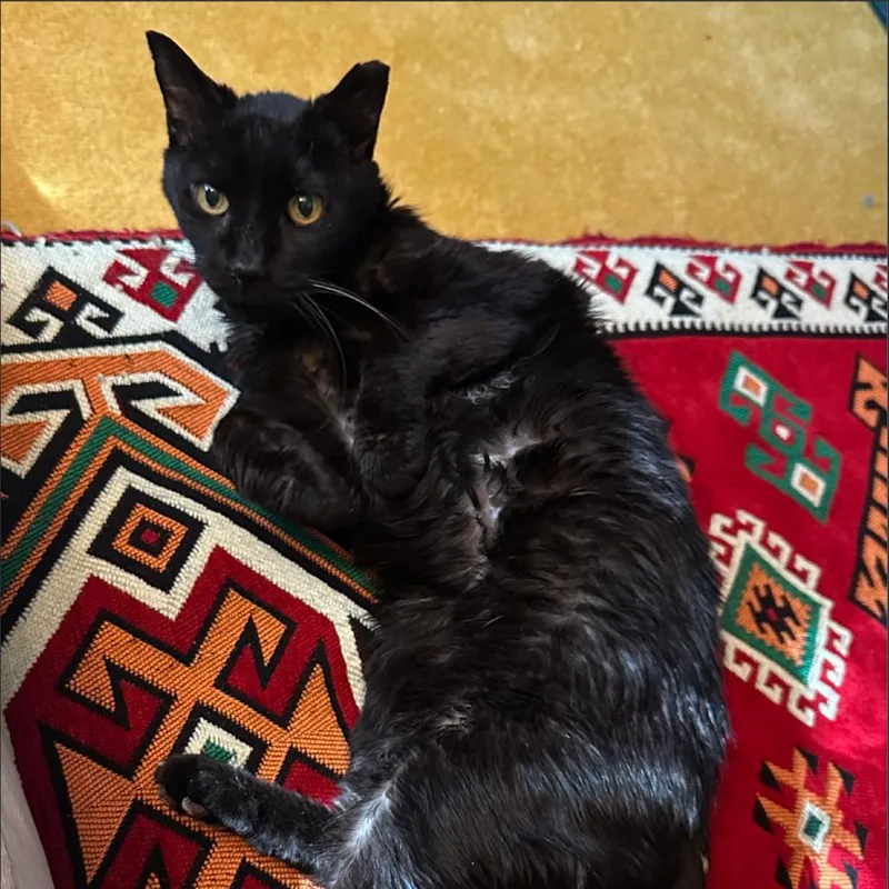 A senior medium-sized male Black Domestic Medium Hair cat named Mr. Pumpkin for adoption in Chapel Hill, NC