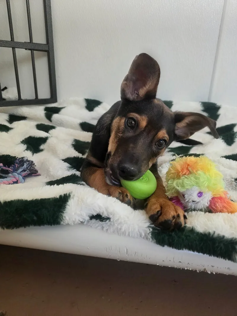 A baby medium-sized male Bicolor Shepherd dog named Artichoke for adoption in Jamestown, ND