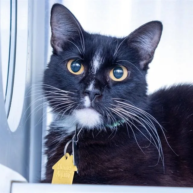 A young small-sized female Domestic Short Hair cat named Lucy Lu for adoption in St. Louis, MO