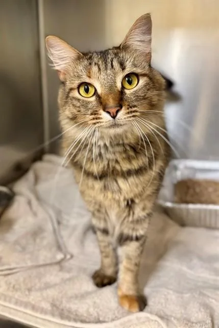 A young medium-sized female Domestic Medium Hair cat named Jazmine for adoption in York, SC