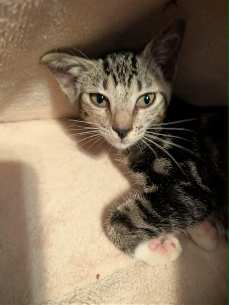 A baby medium-sized female Domestic Short Hair cat named Regina for adoption in Oviedo, FL