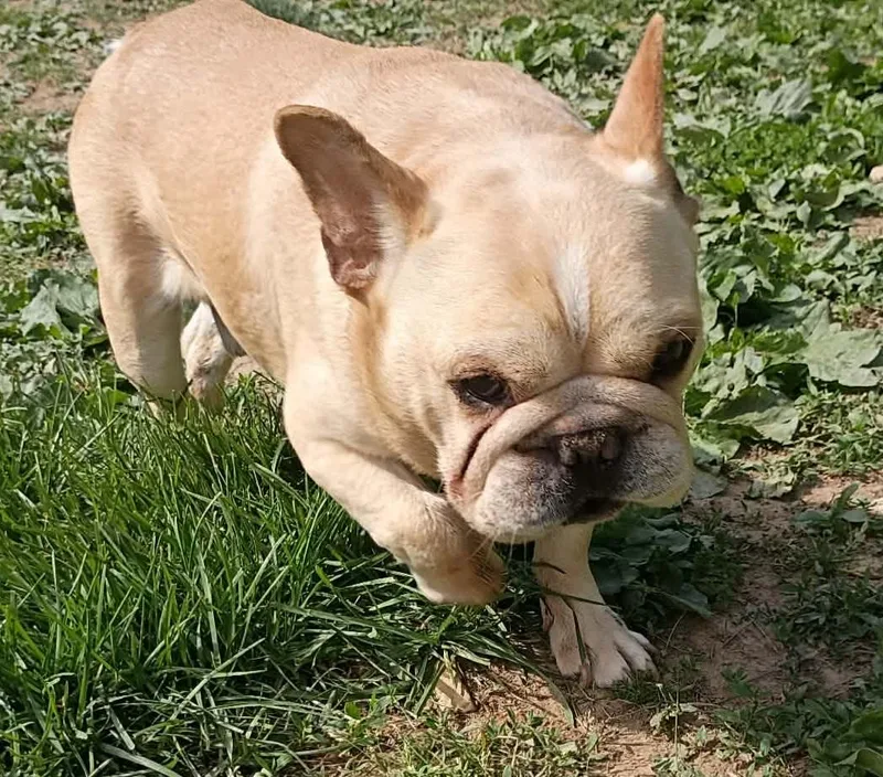 Journie