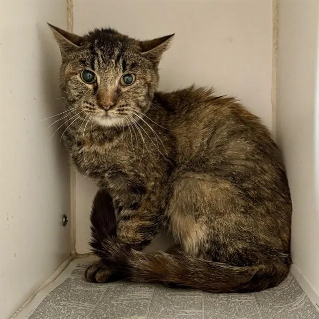 A young large-sized female Domestic Short Hair cat named Miley for adoption in Riverside, CA