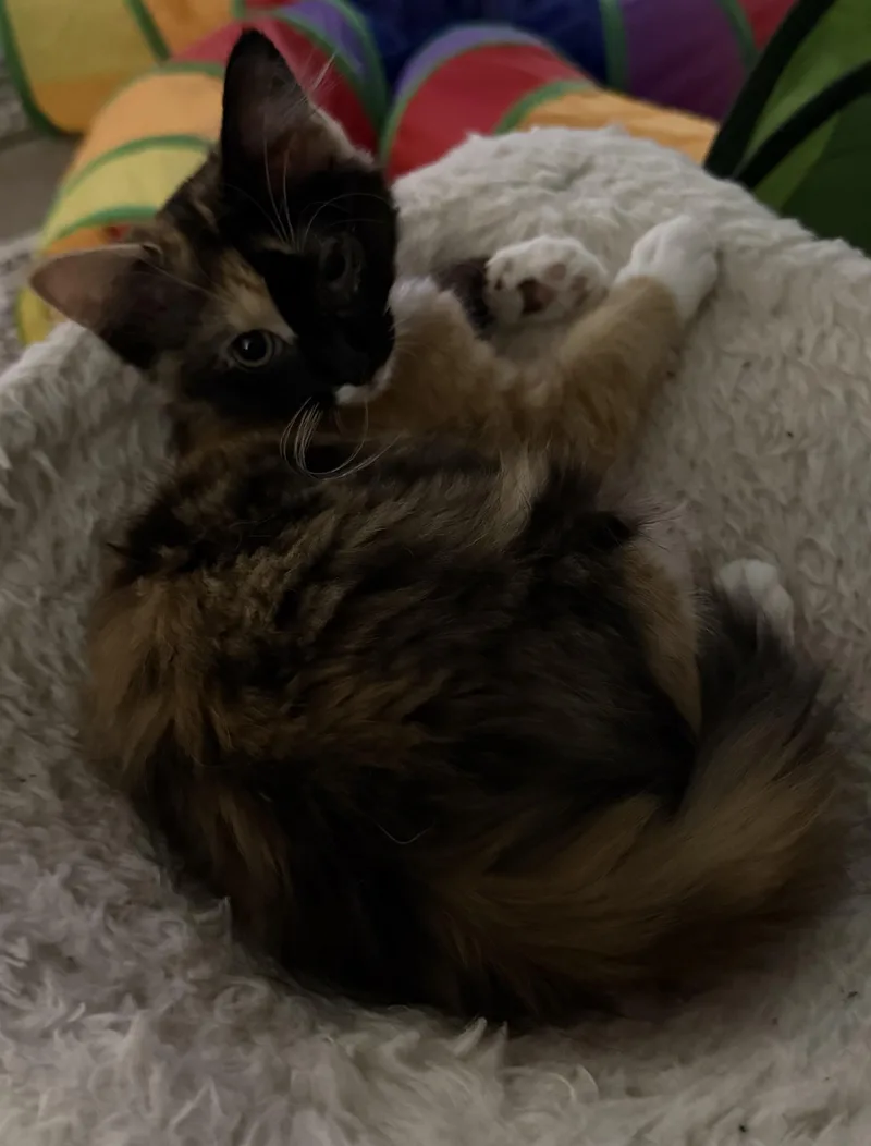 A young medium-sized female Domestic Medium Hair cat named Tully for adoption in Murfreesboro, TN