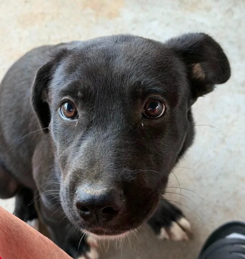 A baby medium-sized female Labrador Retriever dog named Brooklane for adoption in El Dorado, AR