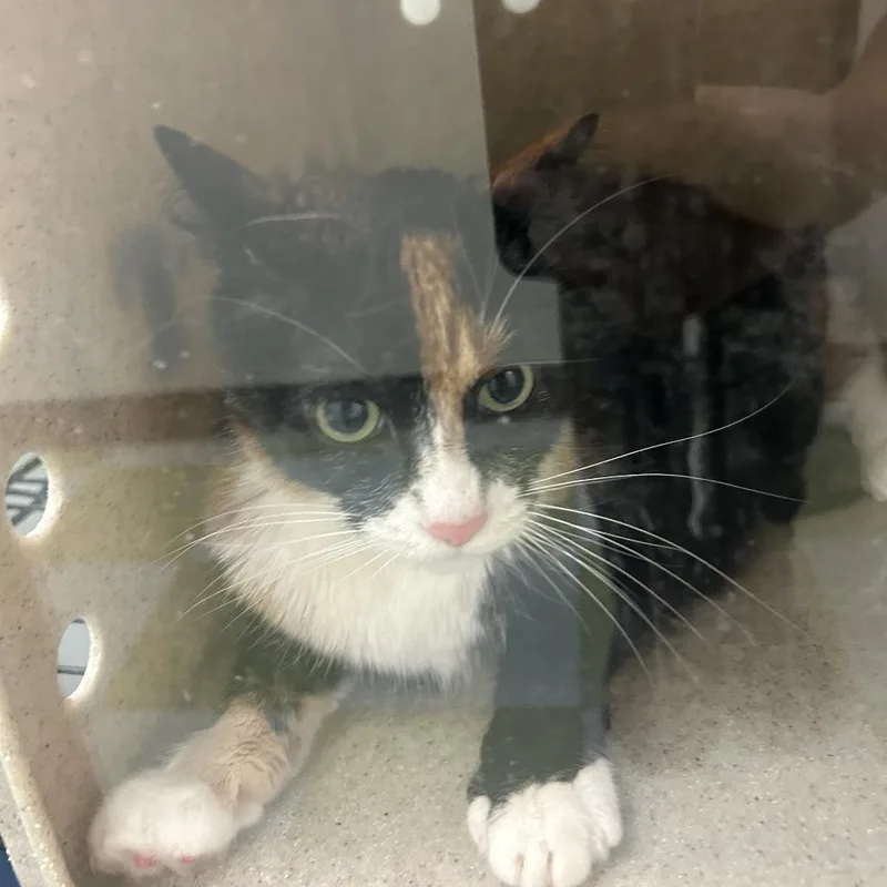 An adult small-sized female Calico Domestic Short Hair cat named Peanutbutter for adoption in Philadelphia, PA