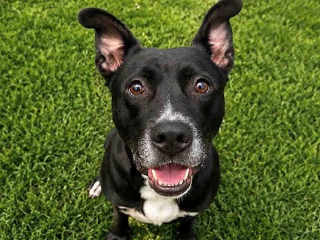 An adult medium-sized male Pit Bull Terrier dog named Chief for adoption in Carlsbad, CA