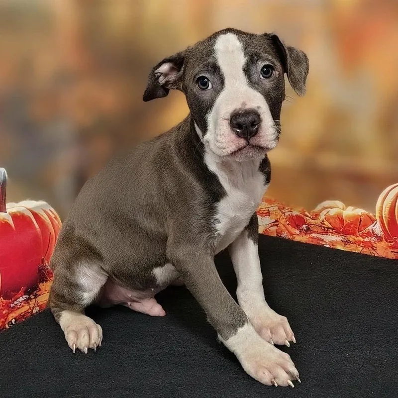 A baby medium-sized male Gray / Blue / Silver Pit Bull Terrier dog named Lukas for adoption in Griswold, CT