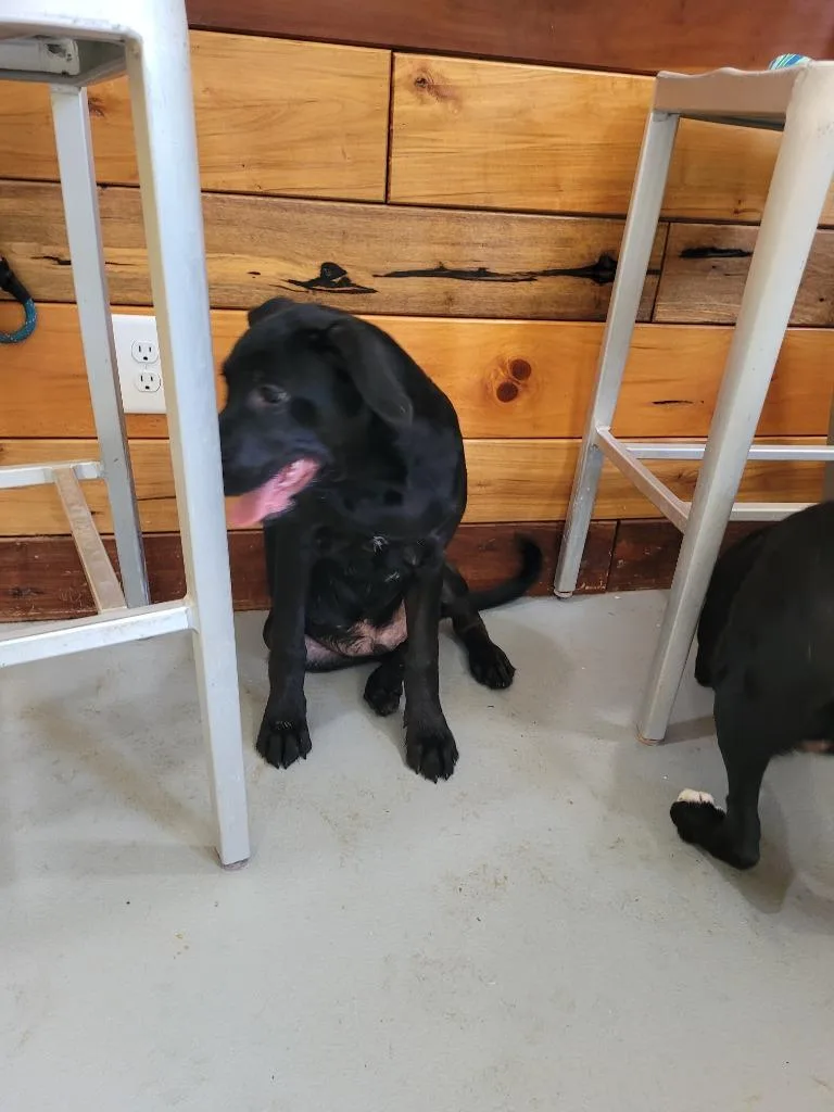 A baby large-sized female Mountain Cur dog named Princess for adoption in Lawrenceburg, TN