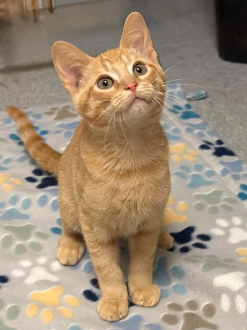 A baby medium-sized male Tabby (Orange / Red) Domestic Short Hair cat named Bumbleberry Pie for adoption in Martinsville, IN