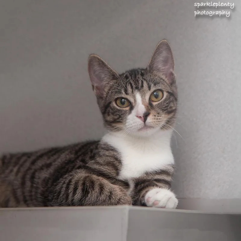 A baby medium-sized female Tabby (Brown / Chocolate) Domestic Short Hair cat named Twiddle for adoption in Ridgefield, CT