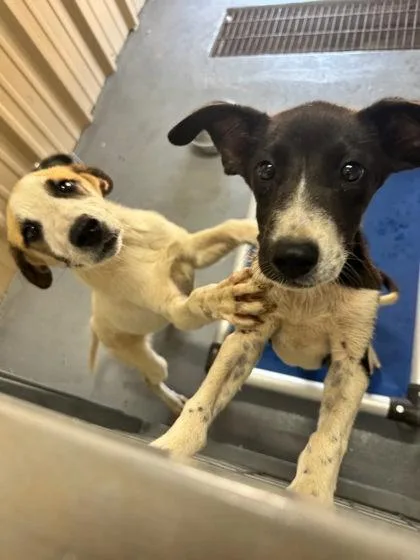 A young large-sized male Mixed Breed dog named BoJangles for adoption in Beatrice, NE