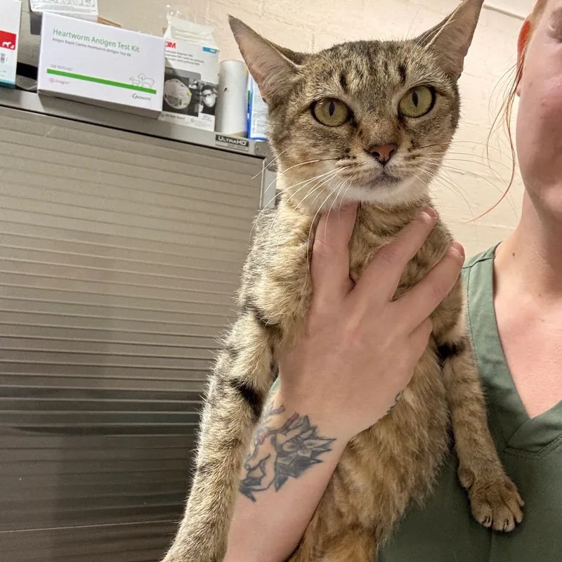 A young medium-sized female Brown / Chocolate Domestic Short Hair cat named Tsukiyomi for adoption in Clanton, AL