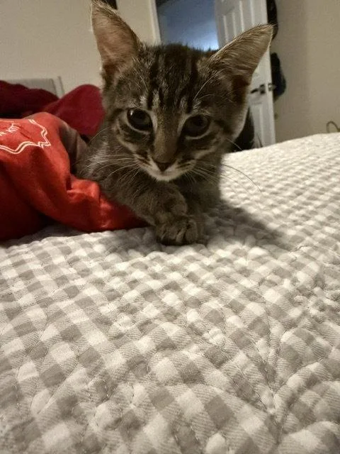 A baby medium-sized male Domestic Short Hair cat named Sunny Side Up for adoption in Herndon, VA