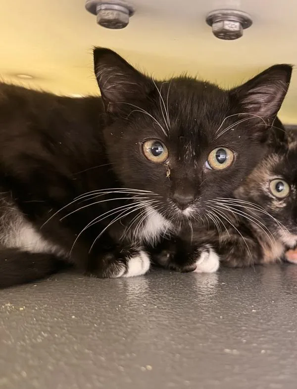 A baby small-sized female Domestic Short Hair cat named Flip for adoption in Canton, GA