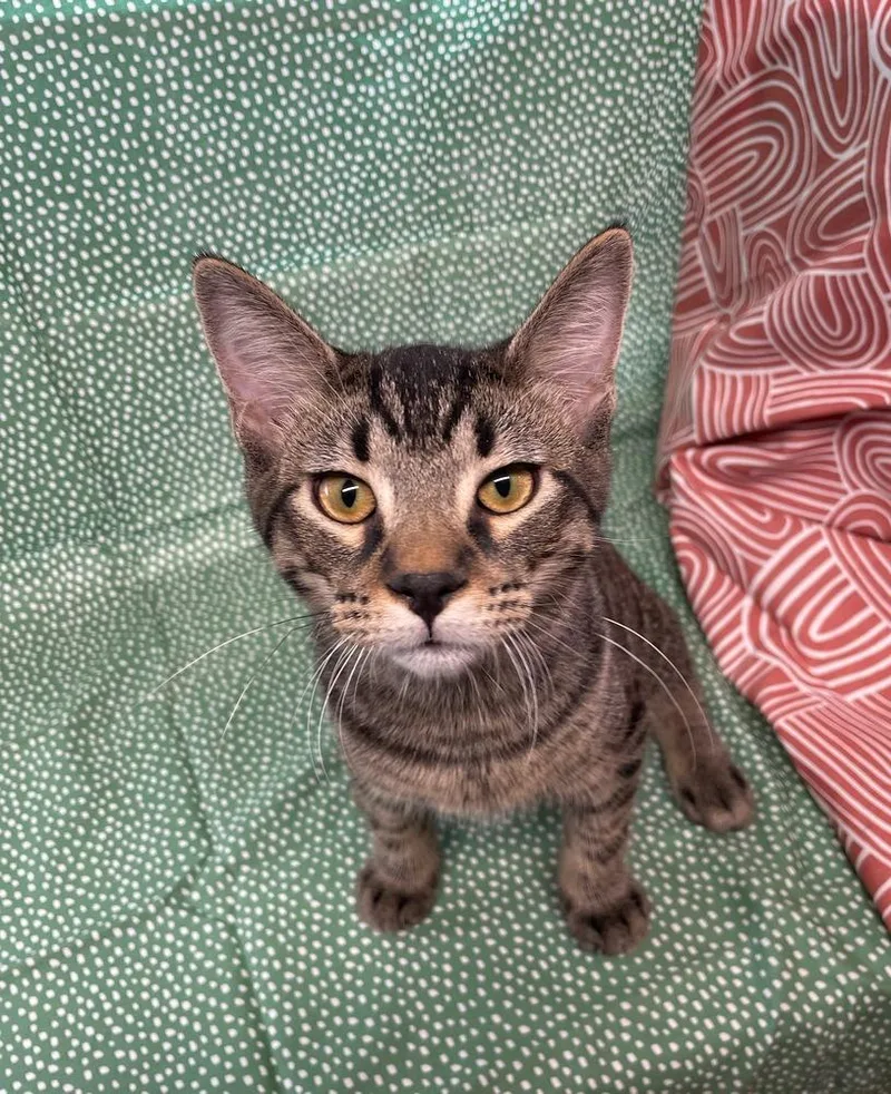 A baby small-sized male Brown / Chocolate Domestic Short Hair cat named Ziggy for adoption in Omaha, NE